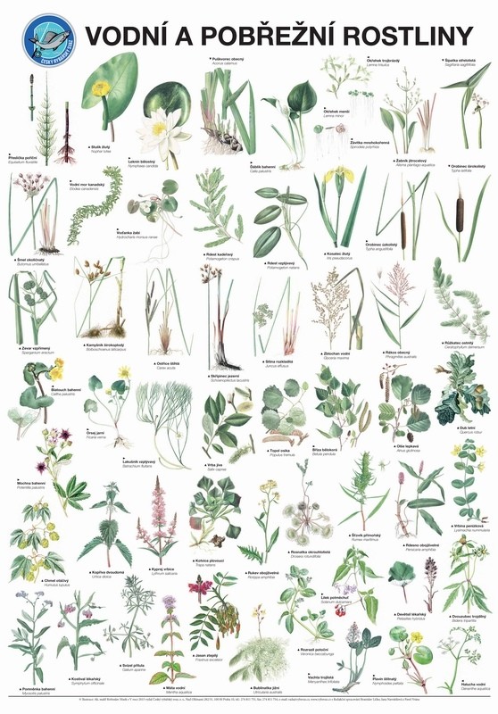 rostliny.jpg